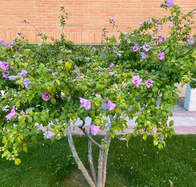 arbol con flores